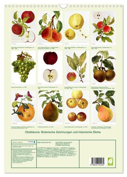 Produktbild: Obstb&auml;ume: Botanische Zeichnungen und historische Stiche (Wandkalender 2026 DIN A3 hoch), CALVENDO Monatskalender