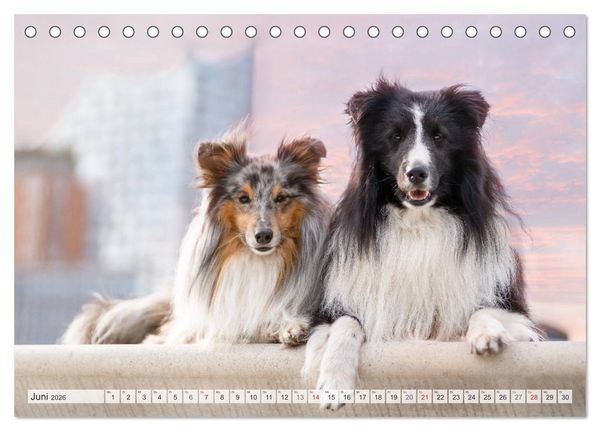 Produktbild: Hamburger Hafencity - Unterwegs mit den Shelties Finn und Louis (Tischkalender 2026 DIN A5 quer), CALVENDO Monatskalender