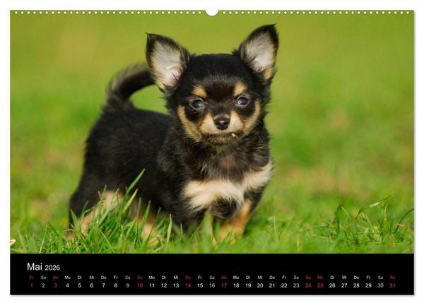 Produktbild: Chihuahua - Kleine Hunde ganz gro&szlig; (Wandkalender 2026 DIN A2 quer), CALVENDO Monatskalender