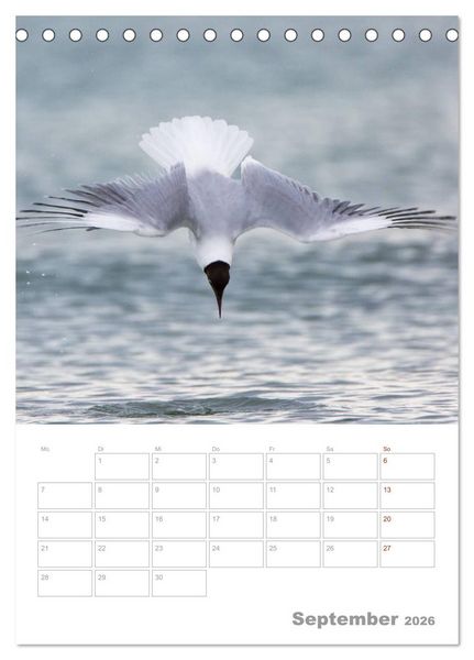 Produktbild: M&ouml;wen - die V&ouml;gel der K&uuml;ste (Tischkalender 2026 DIN A5 hoch), CALVENDO Monatskalender