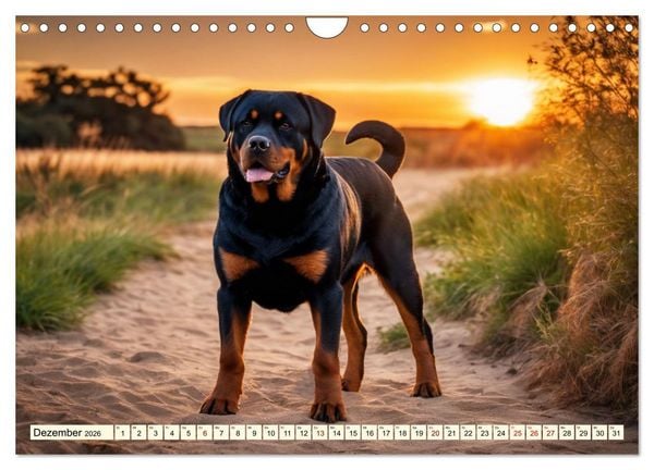 Produktbild: Rottweiler - die Besch&uuml;tzer (Wandkalender 2026 DIN A4 quer), CALVENDO Monatskalender