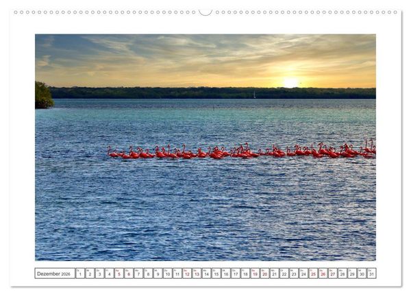 Produktbild: Pretty Flamingos in Cuba (hochwertiger Premium Wandkalender 2026 DIN A2 quer), Kunstdruck in Hochglanz