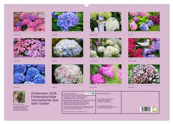 Produktbild: Hortensien 2026. Farbenpr&auml;chtige Impressionen aus dem Garten (Wandkalender 2026 DIN A2 quer), CALVENDO Monatskalender