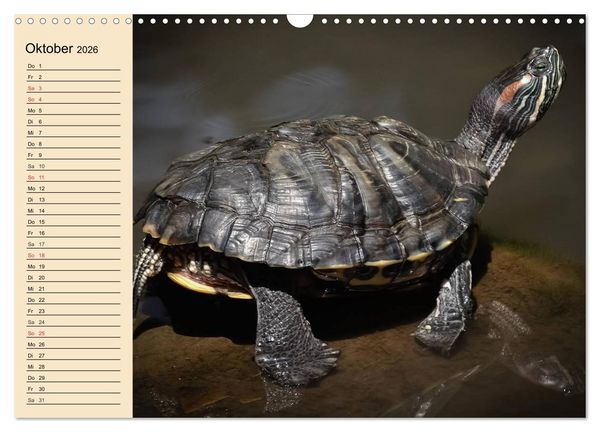 Produktbild: Reptilien. Schlangen, Echsen und Co. (Wandkalender 2026 DIN A3 quer), CALVENDO Monatskalender