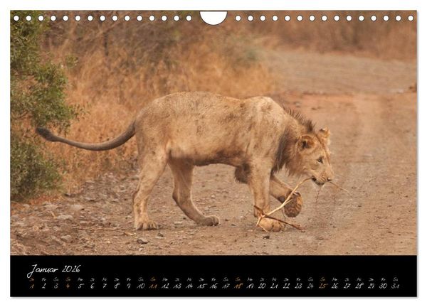 Produktbild: Wilde L&ouml;wen (Wandkalender 2026 DIN A4 quer), CALVENDO Monatskalender