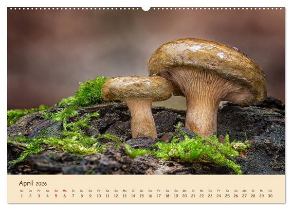 Produktbild: Pilzgalerie - Eindrucksvolle Aufnahmen von unseren heimischen Pilzen (Wandkalender 2026 DIN A2 quer), CALVENDO Monatskalender