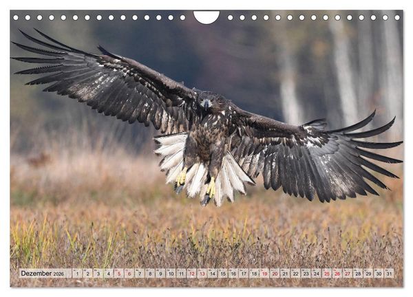 Produktbild: Majest&auml;tische Seeadler (Wandkalender 2026 DIN A4 quer), CALVENDO Monatskalender