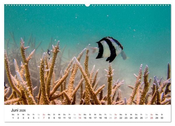 Produktbild: Unterwasserwelt der Malediven II (hochwertiger Premium Wandkalender 2026 DIN A2 quer), Kunstdruck in Hochglanz