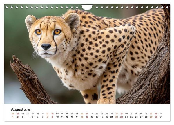 Produktbild: Geparden - Eleganz auf vier Pfoten (Wandkalender 2026 DIN A4 quer), CALVENDO Monatskalender