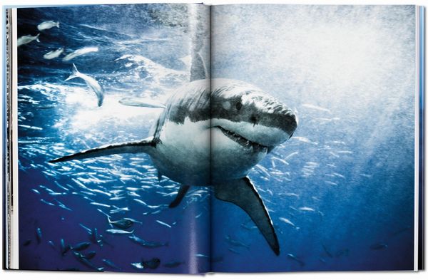 Produktbild: Michael Muller. Sharks
