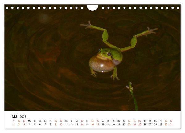 Produktbild: Besucher im Garten - Laubfr&ouml;sche (Wandkalender 2026 DIN A4 quer), CALVENDO Monatskalender