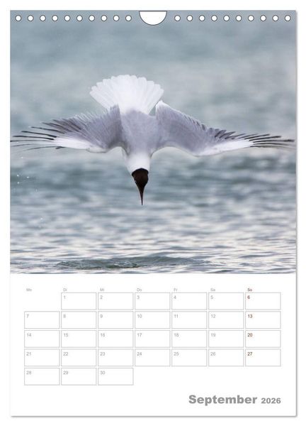Produktbild: M&ouml;wen - die V&ouml;gel der K&uuml;ste (Wandkalender 2026 DIN A4 hoch), CALVENDO Monatskalender