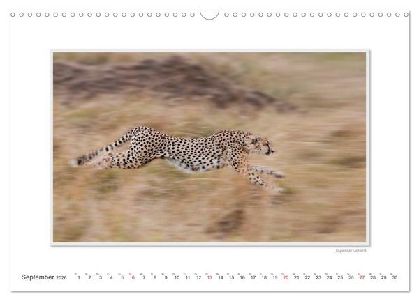 Produktbild: Emotionale Momente: Gro&szlig;e Raubkatzen der Welt. (Wandkalender 2026 DIN A3 quer), CALVENDO Monatskalender
