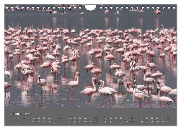 Produktbild: Ich tr&auml;umte von Afrika (Wandkalender 2026 DIN A4 quer), CALVENDO Monatskalender