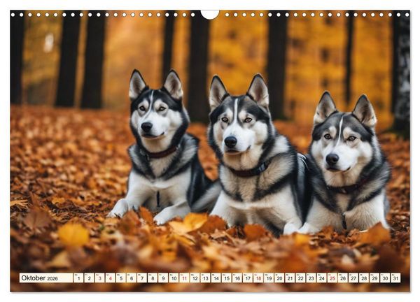 Produktbild: Siberian Huskies - die Extremsportler (Wandkalender 2026 DIN A3 quer), CALVENDO Monatskalender