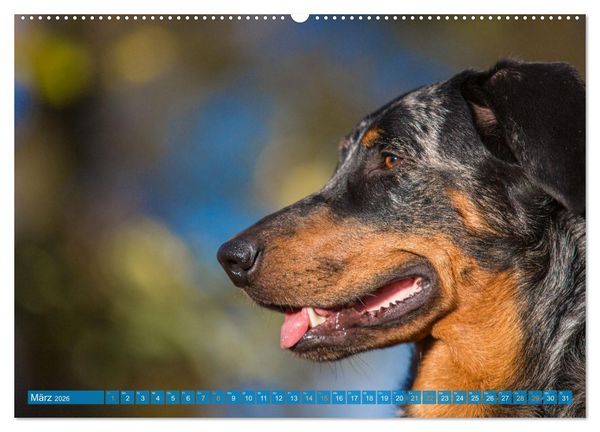 Produktbild: Der Beauceron (hochwertiger Premium Wandkalender 2026 DIN A2 quer), Kunstdruck in Hochglanz