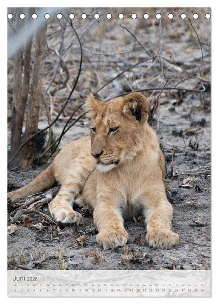 Produktbild: L&ouml;wen in Sabi Sands (Tischkalender 2026 DIN A5 hoch), CALVENDO Monatskalender