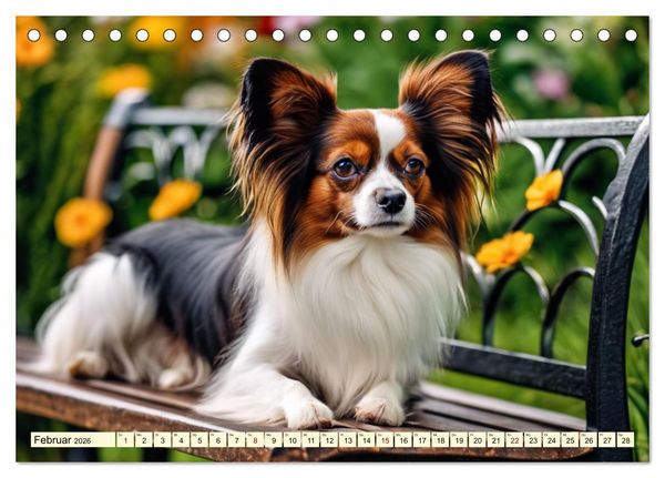 Produktbild: Papillon - bringt jedes Herz zum Schmelzen (Tischkalender 2026 DIN A5 quer), CALVENDO Monatskalender
