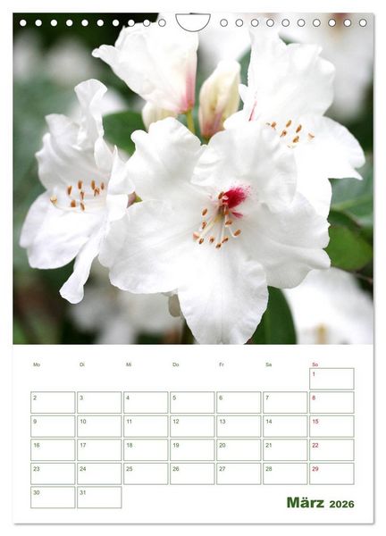 Produktbild: Wei&szlig;e Bl&uuml;ten im Gr&uuml;nen (Wandkalender 2026 DIN A4 hoch), CALVENDO Monatskalender