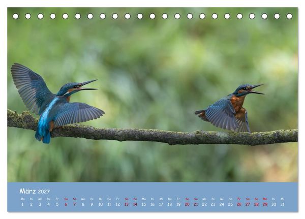 Produktbild: Alcedo atthis. Der Eisvogel (Tischkalender 2027 DIN A5 quer), CALVENDO Monatskalender
