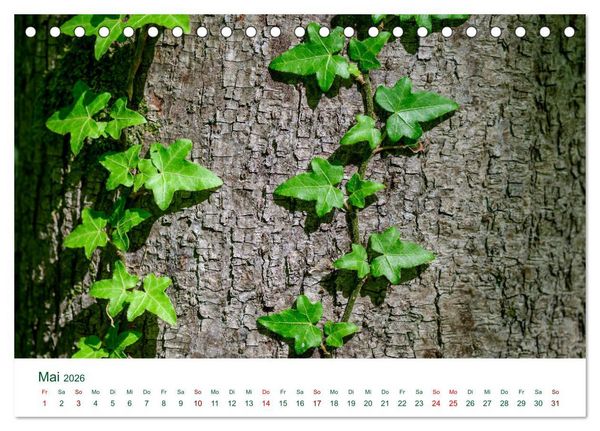 Produktbild: Auw&auml;lder bei Enns (Tischkalender 2026 DIN A5 quer), CALVENDO Monatskalender