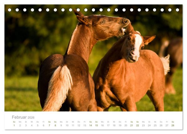 Produktbild: Faszination und Vielfalt - Schwarzw&auml;lder Kaltblut (Tischkalender 2026 DIN A5 quer), CALVENDO Monatskalender