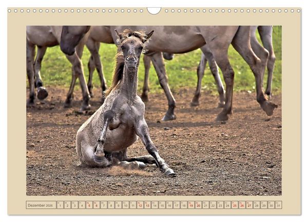 Produktbild: D&uuml;lmener Wildpferde im M&uuml;nsterland (Wandkalender 2026 DIN A3 quer), CALVENDO Monatskalender