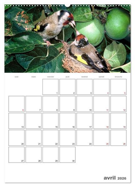 Produktbild: Les passereaux &agrave; l'or&eacute;e de la vie (Calendrier mural 2026 DIN A2 horizontal), CALVENDO calendrier mensuel