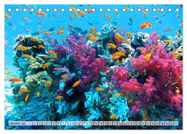 Produktbild: Abenteuer Riff - bunte Unterwasserwelt (Tischkalender 2026 DIN A5 quer), CALVENDO Monatskalender