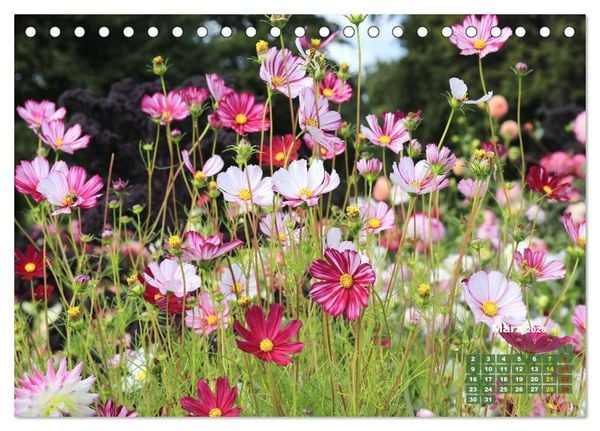 Produktbild: Sommerliche Bl&uuml;tentr&auml;ume (Tischkalender 2026 DIN A5 quer), CALVENDO Monatskalender