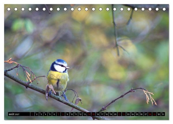Produktbild: M&eacute;sanges bleues (Calendrier de bureau 2027 DIN A5 vertical), CALVENDO calendrier mensuel