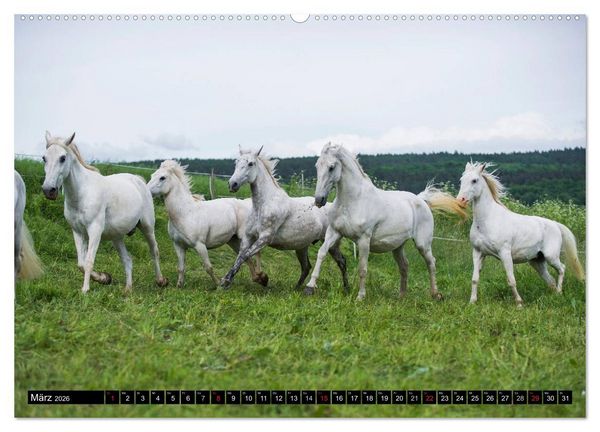Produktbild: Traumpferd Lipizzaner (hochwertiger Premium Wandkalender 2026 DIN A2 quer), Kunstdruck in Hochglanz