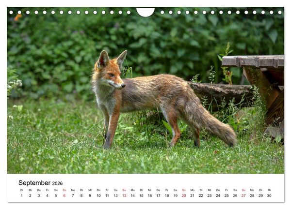 Produktbild: Wilde Tiere unserer Heimat (Wandkalender 2026 DIN A4 quer), CALVENDO Monatskalender