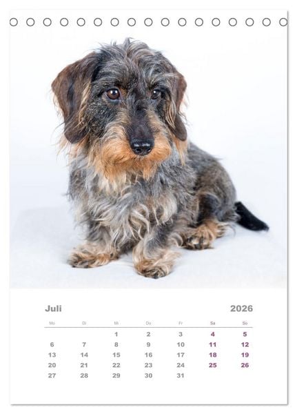 Produktbild: Dackel(augen)blicke (Tischkalender 2026 DIN A5 hoch), CALVENDO Monatskalender