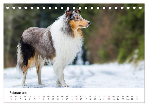 Produktbild: Collies 2026 in Kurz- und Langhaar (Tischkalender 2026 DIN A5 quer), CALVENDO Monatskalender