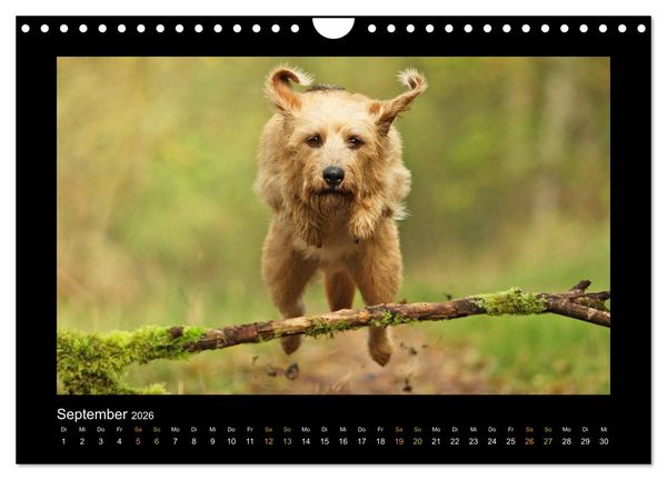 Produktbild: MIXlinge (Wandkalender 2026 DIN A4 quer), CALVENDO Monatskalender