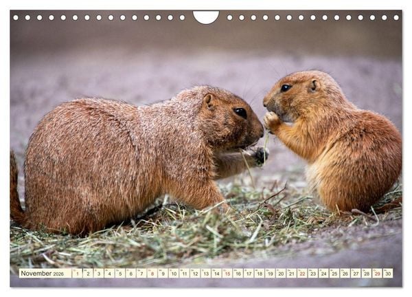 Produktbild: Pr&auml;riehunde - s&uuml;&szlig;e S&auml;uger (Wandkalender 2026 DIN A4 quer), CALVENDO Monatskalender