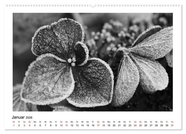 Produktbild: Die grafische Sch&ouml;nheit der Pflanzen &ndash; Schwarz-Wei&szlig; (hochwertiger Premium Wandkalender 2026 DIN A2 quer), Kunstdruck in Hochglanz