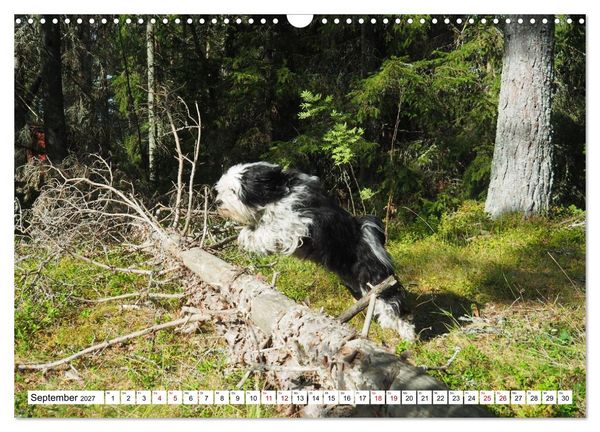 Produktbild: Tibet-Terrier - Eine Hunderasse mit Charakter (Wandkalender 2027 DIN A3 quer), CALVENDO Monatskalender