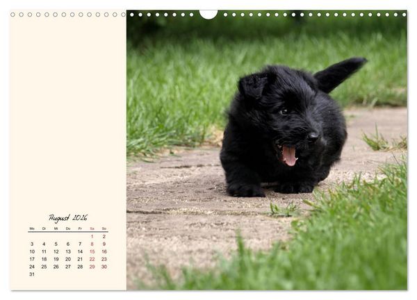 Produktbild: Scottish Terrier - Charmantes Rauhbein (Wandkalender 2026 DIN A3 quer), CALVENDO Monatskalender