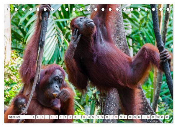 Produktbild: Orang Utans von Borneo Tierkalender 2026 (Tischkalender 2026 DIN A5 quer), CALVENDO Monatskalender