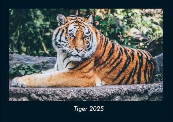 Produktbild: Tiger 2025 Fotokalender DIN A4