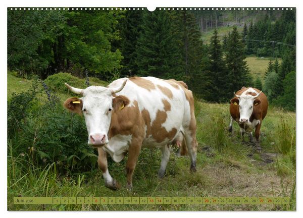 Produktbild: Schwarzwald-K&uuml;he - Die Hinterw&auml;lder (Wandkalender 2026 DIN A2 quer), CALVENDO Monatskalender
