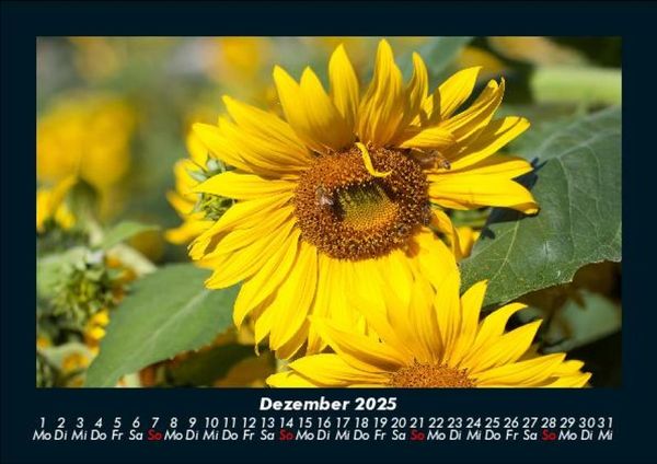 Produktbild: Bien 2025 Fotokalender DIN A5