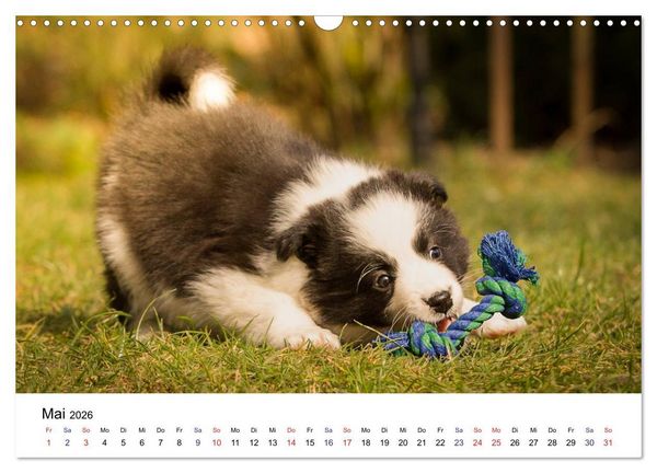 Produktbild: Pfotastische Border Collie Welpen (Wandkalender 2026 DIN A3 quer), CALVENDO Monatskalender
