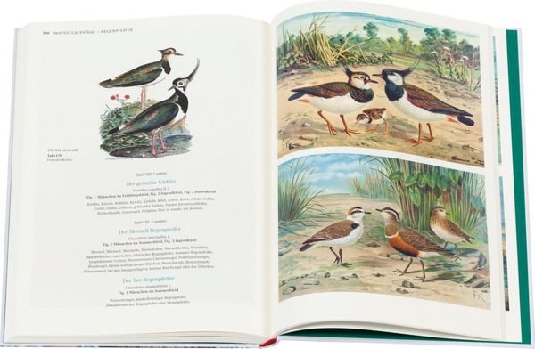 Produktbild: Johann Friedrich Naumann &ndash; Die V&ouml;gel Mitteleuropas