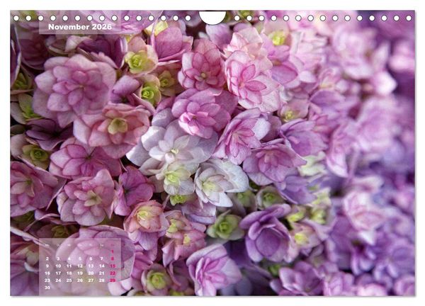 Produktbild: Himmlische Hortensien (Wandkalender 2026 DIN A4 quer), CALVENDO Monatskalender