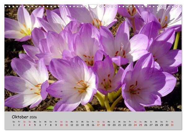 Produktbild: Blumen &uuml;berall, zur Freude Menschen (Wandkalender 2026 DIN A3 quer), CALVENDO Monatskalender