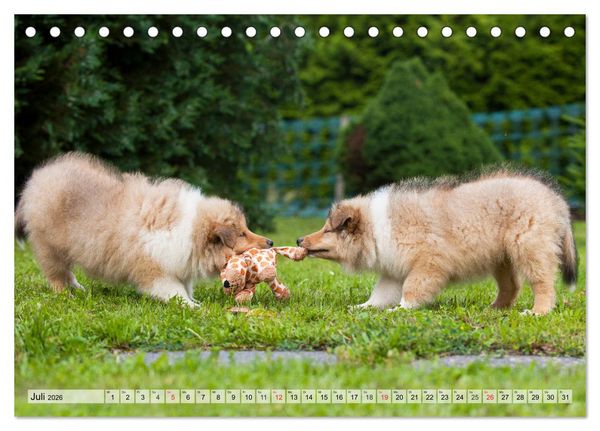 Produktbild: Collie - Das Gl&uuml;ck hat 4 Pfoten (Tischkalender 2026 DIN A5 quer), CALVENDO Monatskalender