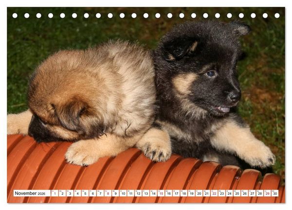 Produktbild: Eurasier, der Hund im Wolfspelz (Tischkalender 2026 DIN A5 quer), CALVENDO Monatskalender